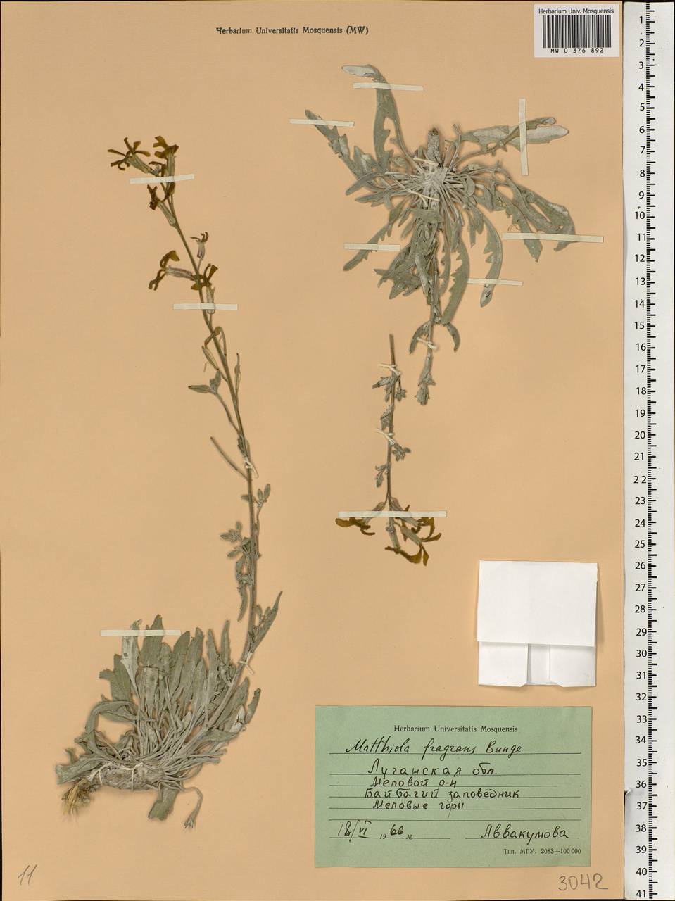 Matthiola fragrans (Fisch.) Bunge, Eastern Europe, North Ukrainian region (E11) (Ukraine)