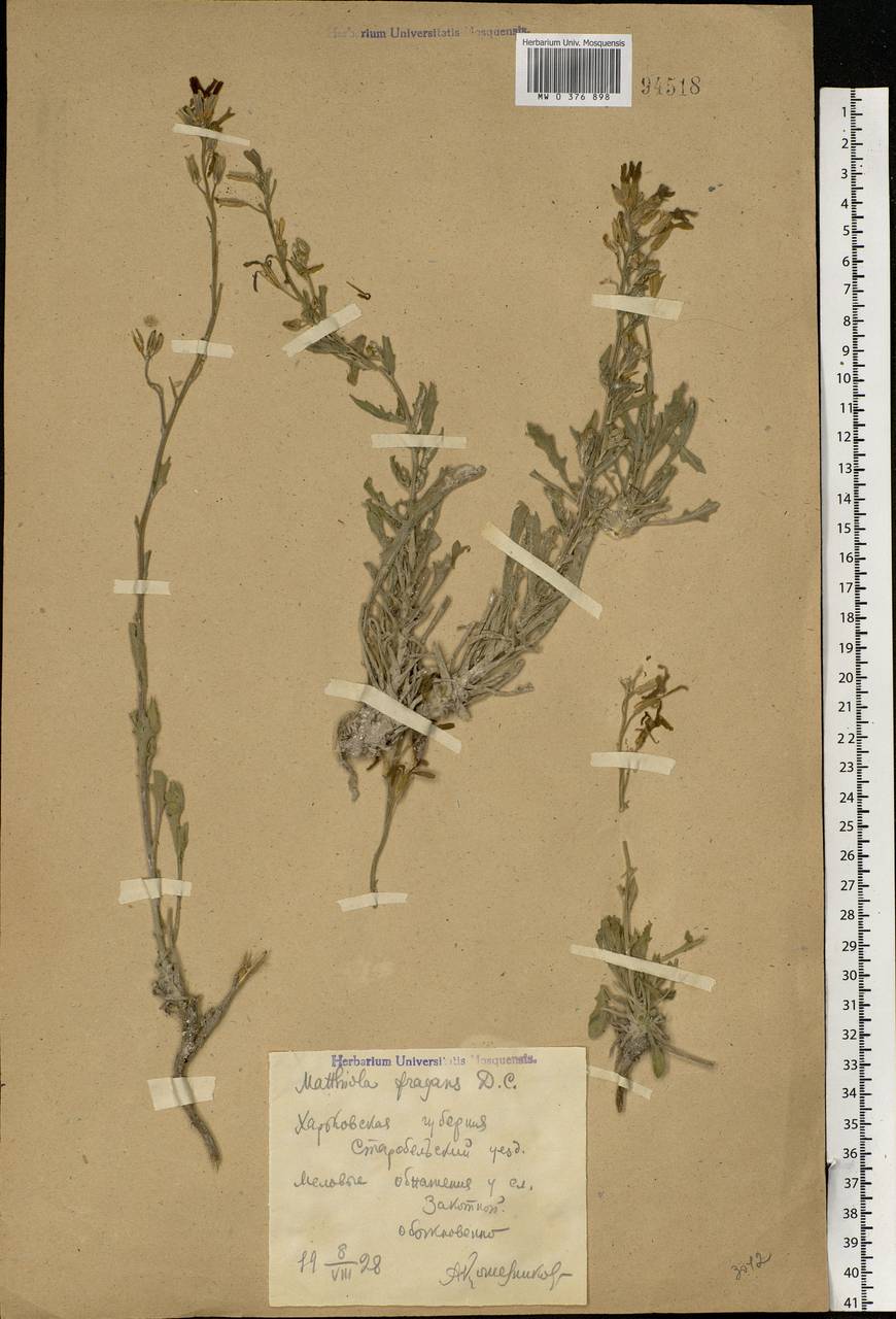 Matthiola fragrans (Fisch.) Bunge, Eastern Europe, North Ukrainian region (E11) (Ukraine)
