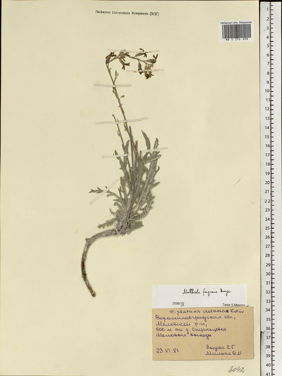 Matthiola fragrans (Fisch.) Bunge, Eastern Europe, North Ukrainian region (E11) (Ukraine)