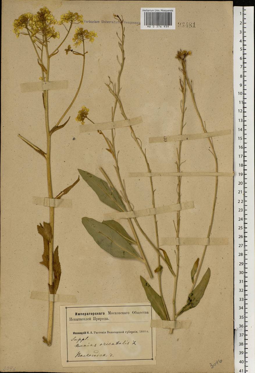 Bunias orientalis L., Eastern Europe, Northern region (E1) (Russia)