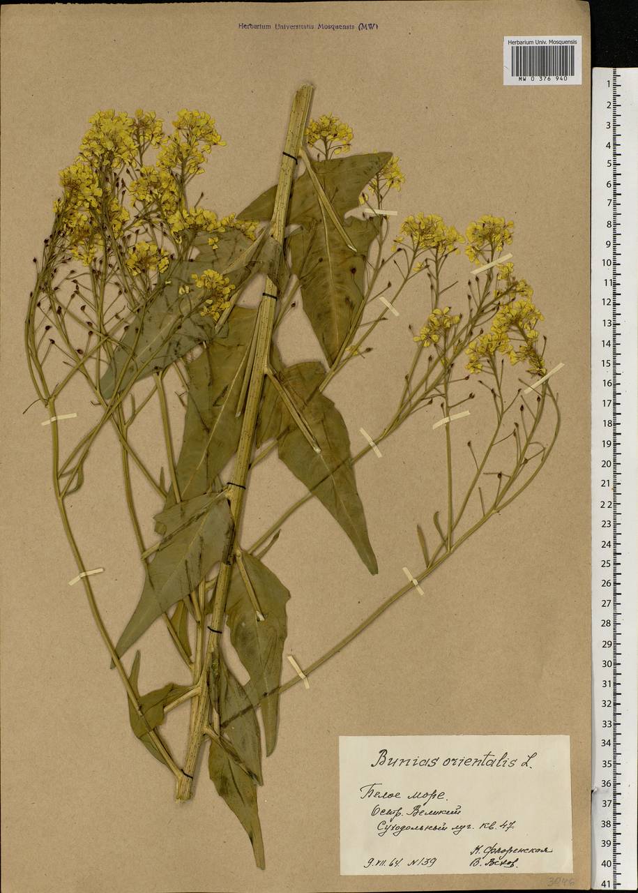 Bunias orientalis L., Eastern Europe, Northern region (E1) (Russia)
