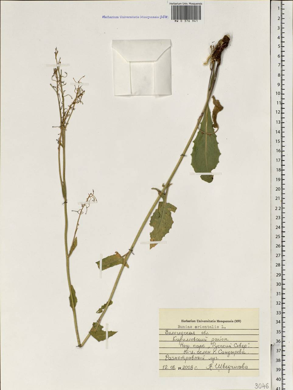 Bunias orientalis L., Eastern Europe, Northern region (E1) (Russia)