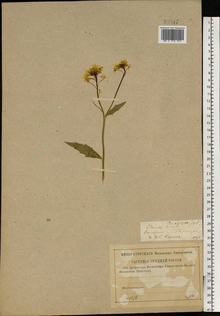 Bunias orientalis L., Eastern Europe, North-Western region (E2) (Russia)