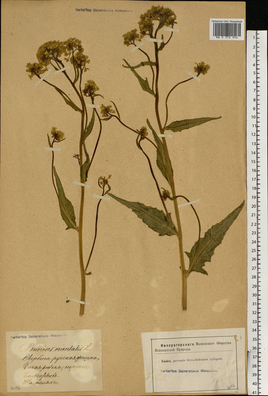 Bunias orientalis L., Eastern Europe, Latvia (E2b) (Latvia)