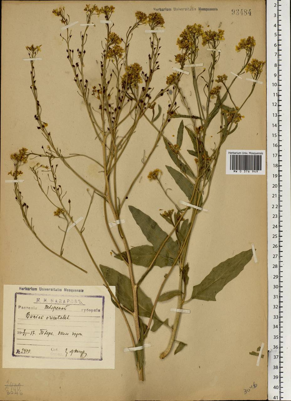 Bunias orientalis L., Eastern Europe, North-Western region (E2) (Russia)