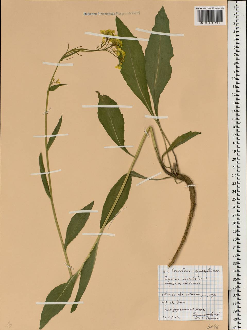 Bunias orientalis L., Eastern Europe, Belarus (E3a) (Belarus)