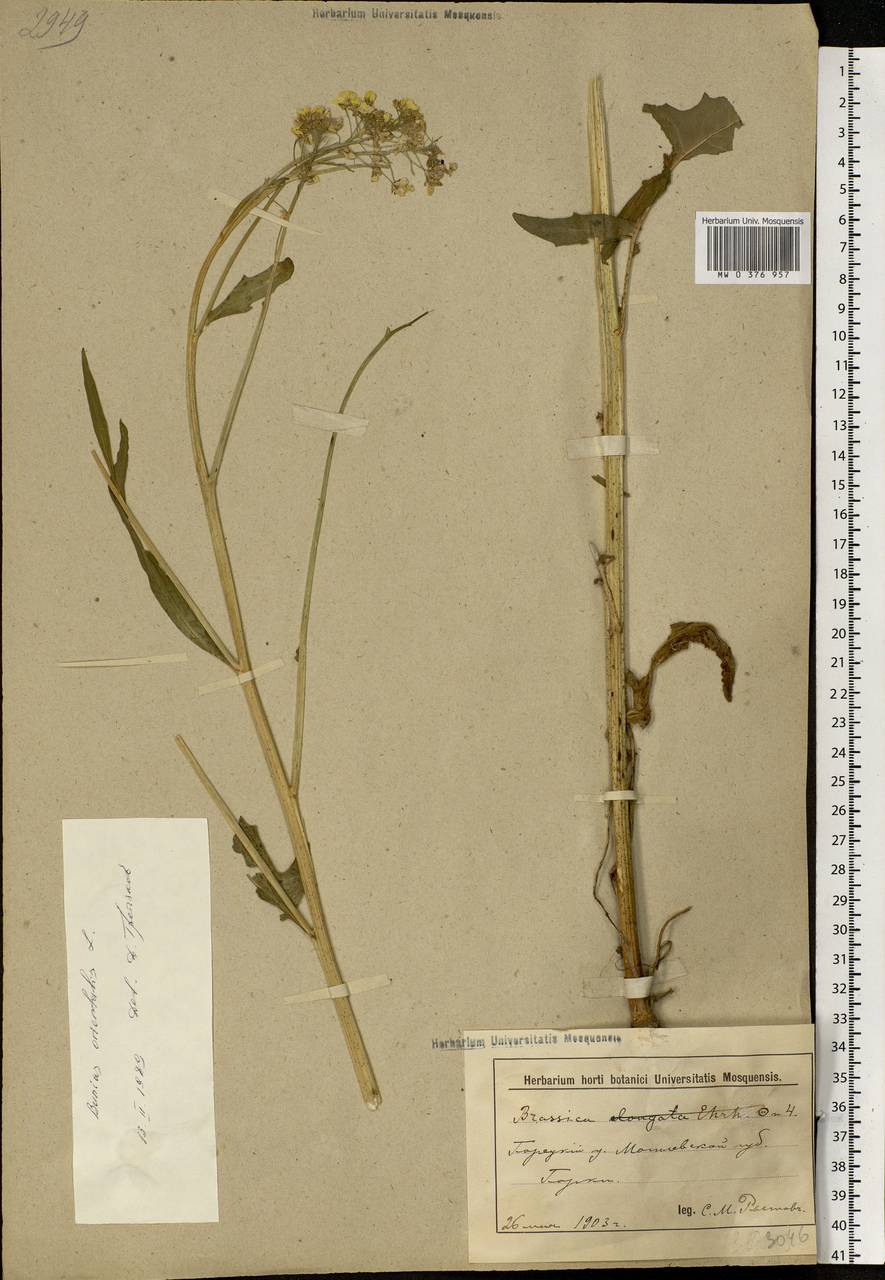 Bunias orientalis L., Eastern Europe, Belarus (E3a) (Belarus)
