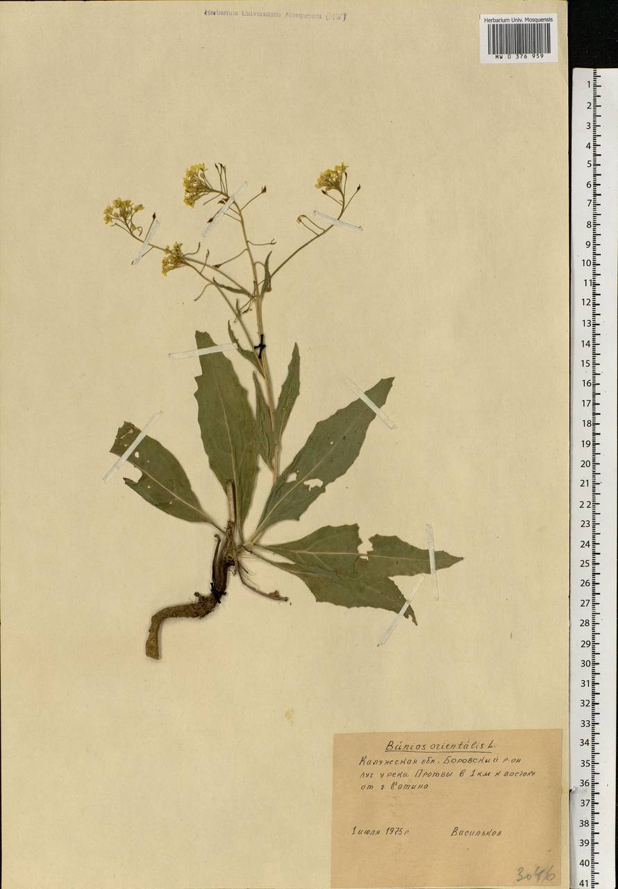 Bunias orientalis L., Eastern Europe, Central region (E4) (Russia)