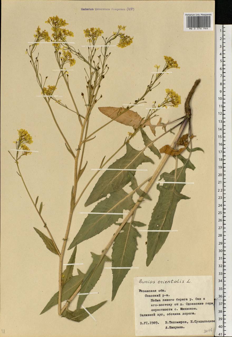 Bunias orientalis L., Eastern Europe, Central region (E4) (Russia)
