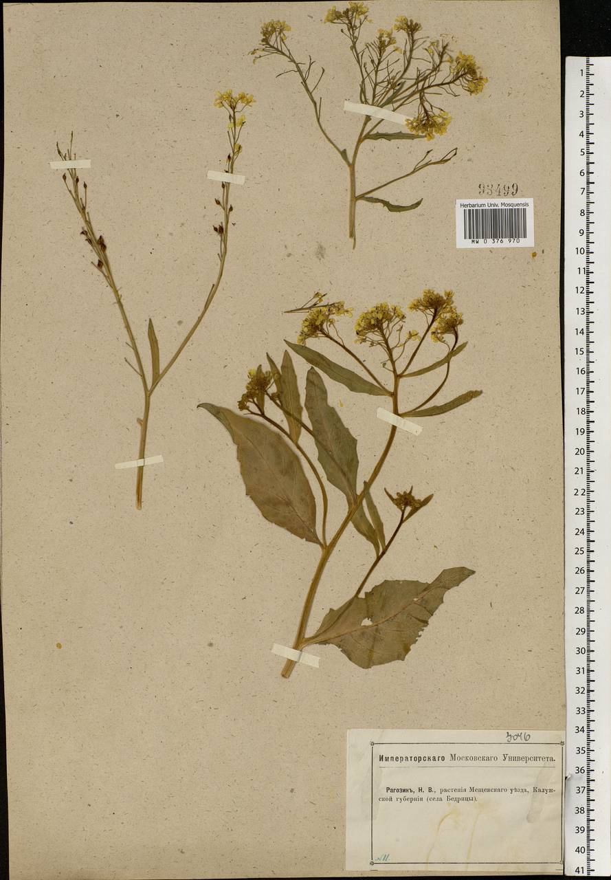 Bunias orientalis L., Eastern Europe, Central region (E4) (Russia)
