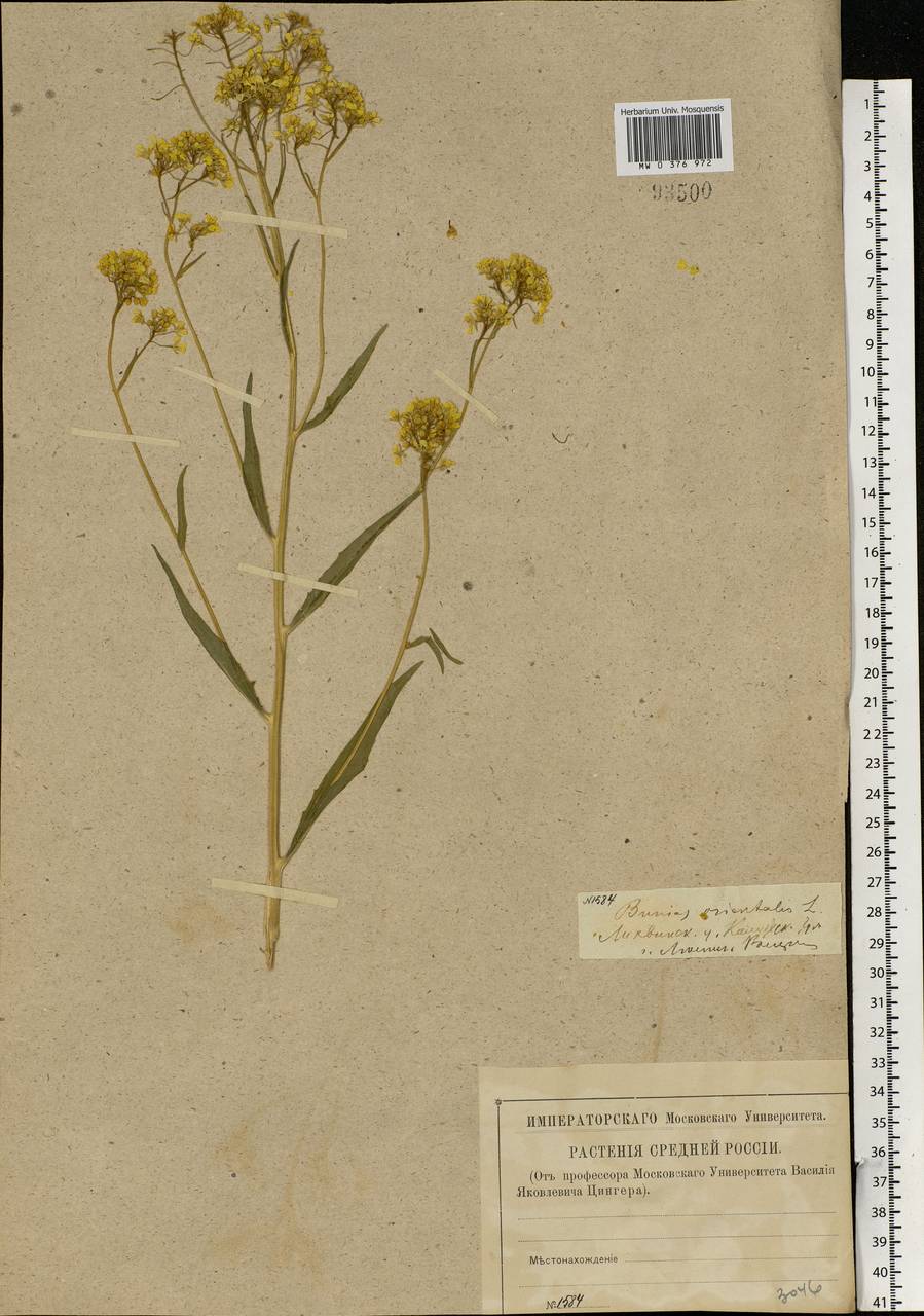 Bunias orientalis L., Eastern Europe, Central region (E4) (Russia)