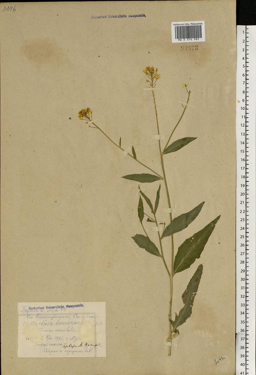 MW0376985, Bunias orientalis (Свербига восточная), specimen Bunias orientalis L., Eastern Europe, Central region (E4) (Russia)