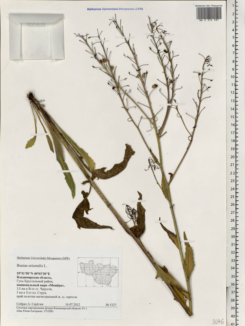 Bunias orientalis L., Eastern Europe, Central region (E4) (Russia)