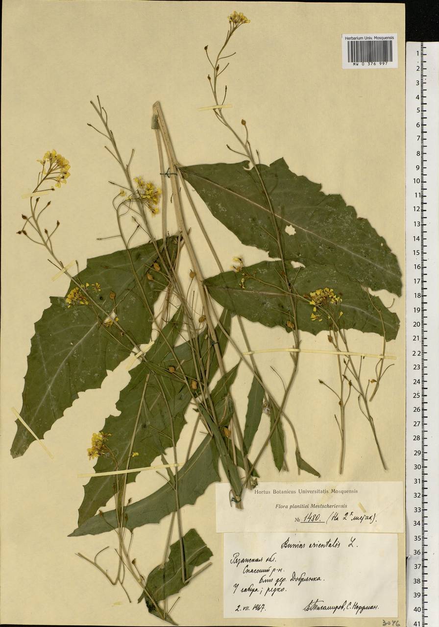 Bunias orientalis L., Eastern Europe, Central region (E4) (Russia)