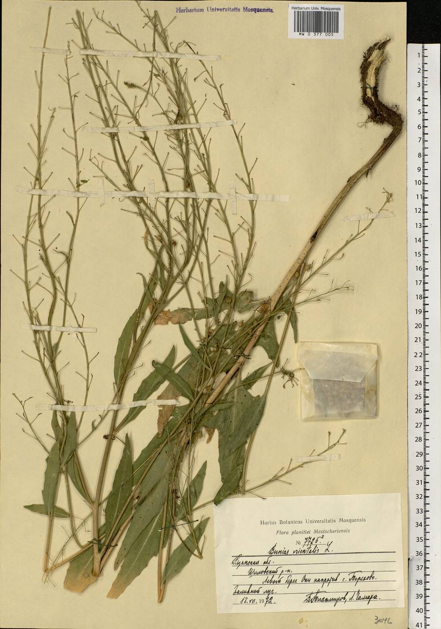 Bunias orientalis L., Eastern Europe, Central region (E4) (Russia)