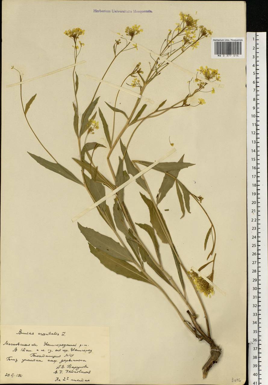Bunias orientalis L., Eastern Europe, Moscow region (E4a) (Russia)