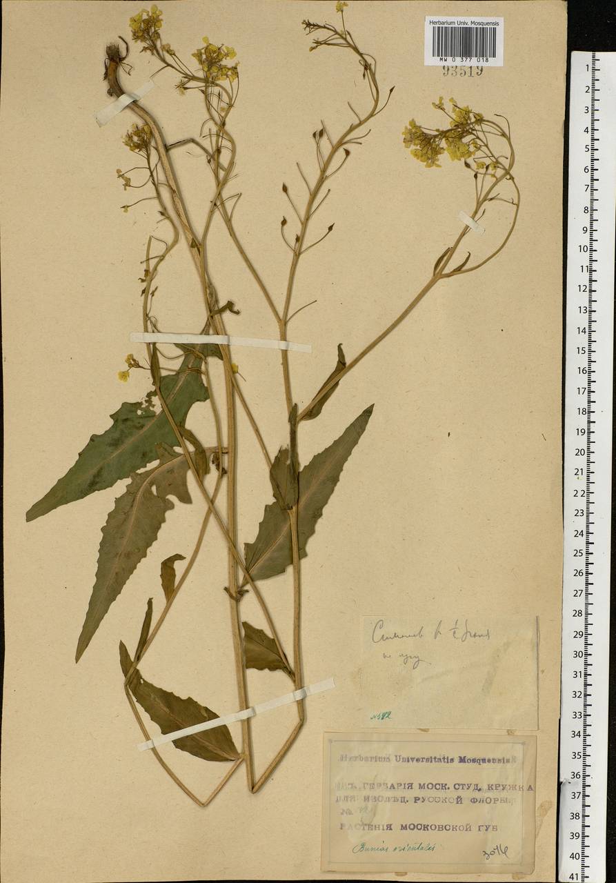 Bunias orientalis L., Eastern Europe, Moscow region (E4a) (Russia)