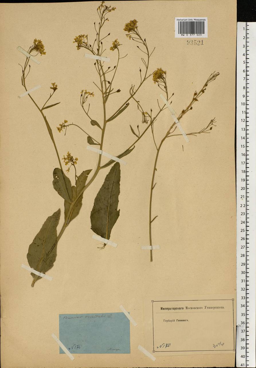 Bunias orientalis L., Eastern Europe, Moscow region (E4a) (Russia)
