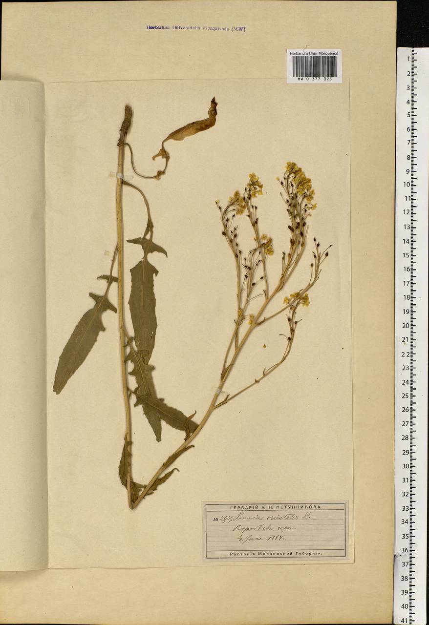 Bunias orientalis L., Eastern Europe, Moscow region (E4a) (Russia)