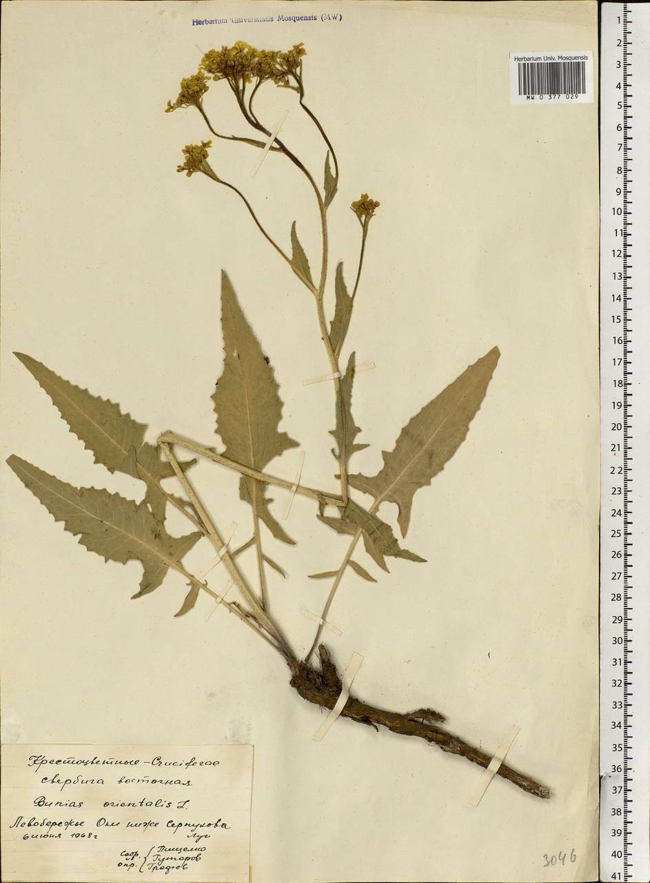 Bunias orientalis L., Eastern Europe, Moscow region (E4a) (Russia)