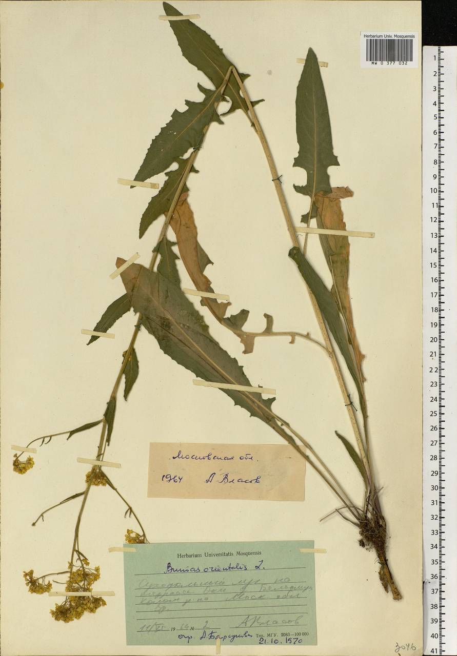 Bunias orientalis L., Eastern Europe, Moscow region (E4a) (Russia)