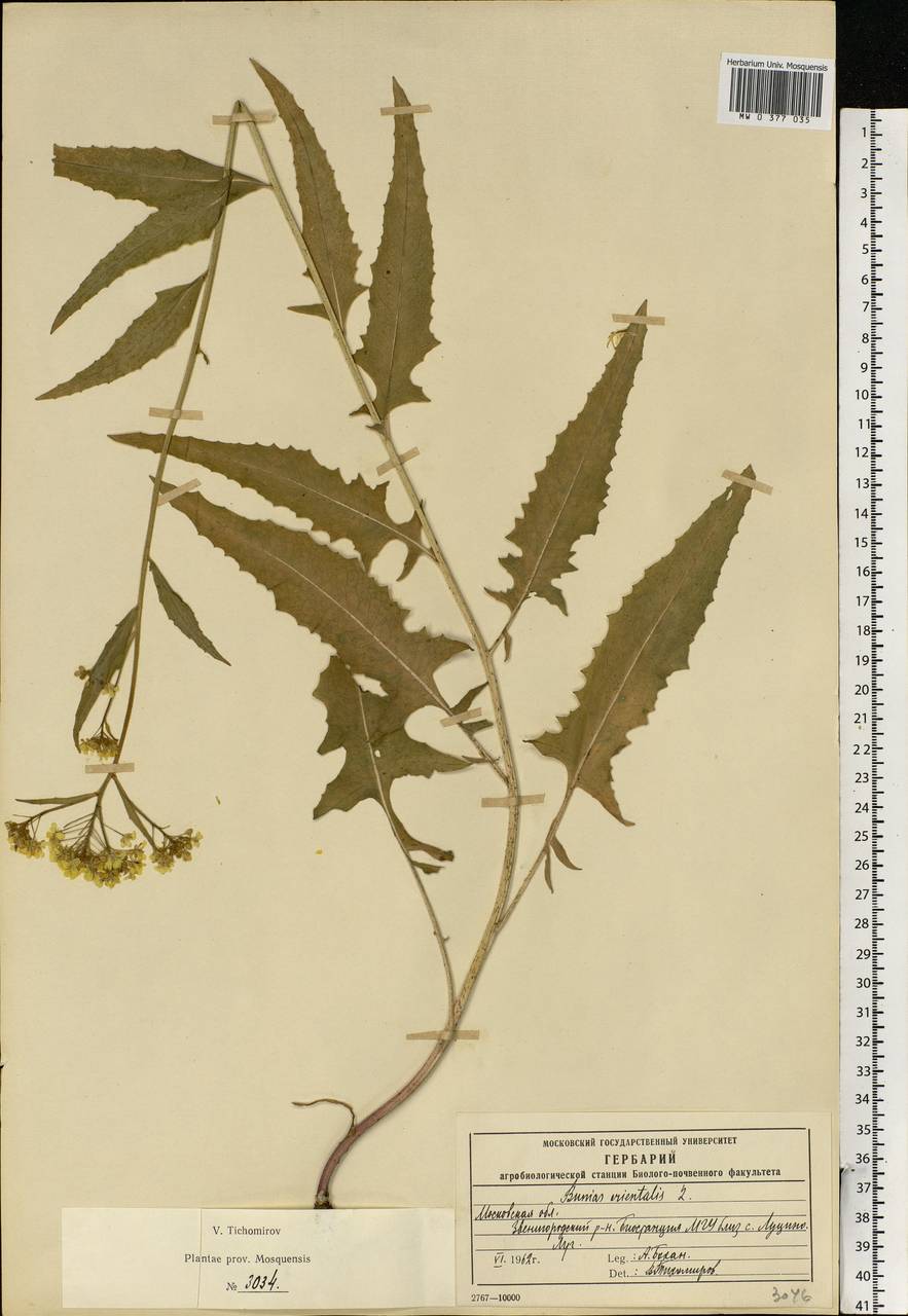 Bunias orientalis L., Eastern Europe, Moscow region (E4a) (Russia)