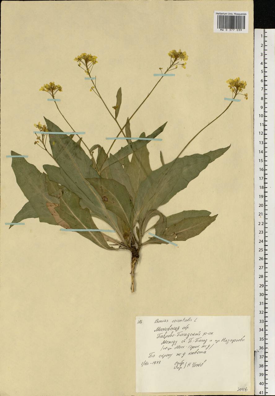 Bunias orientalis L., Eastern Europe, Moscow region (E4a) (Russia)