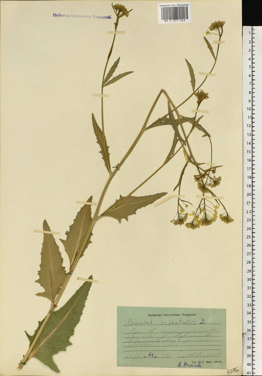 Bunias orientalis L., Eastern Europe, Moscow region (E4a) (Russia)
