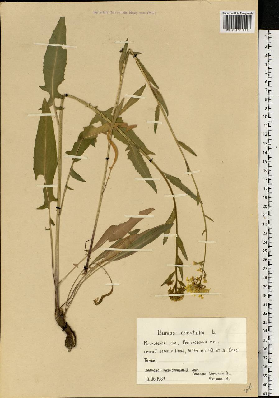 Bunias orientalis L., Eastern Europe, Moscow region (E4a) (Russia)