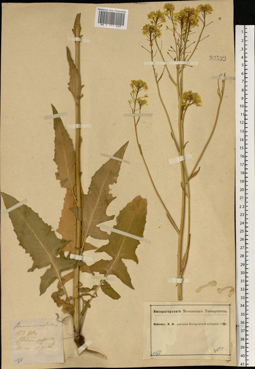 Bunias orientalis L., Eastern Europe, Central forest region (E5) (Russia)