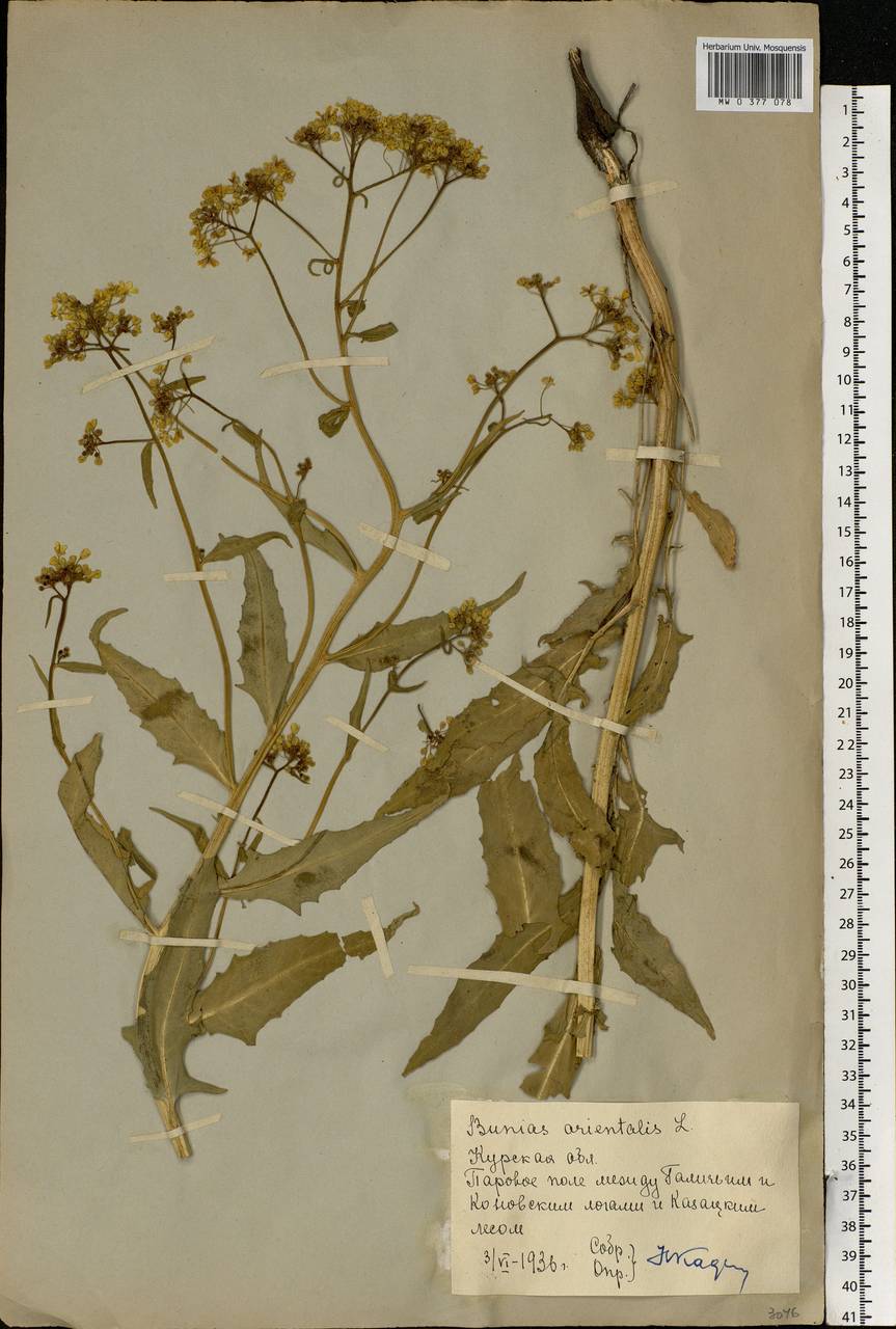 Bunias orientalis L., Eastern Europe, Central forest-and-steppe region (E6) (Russia)