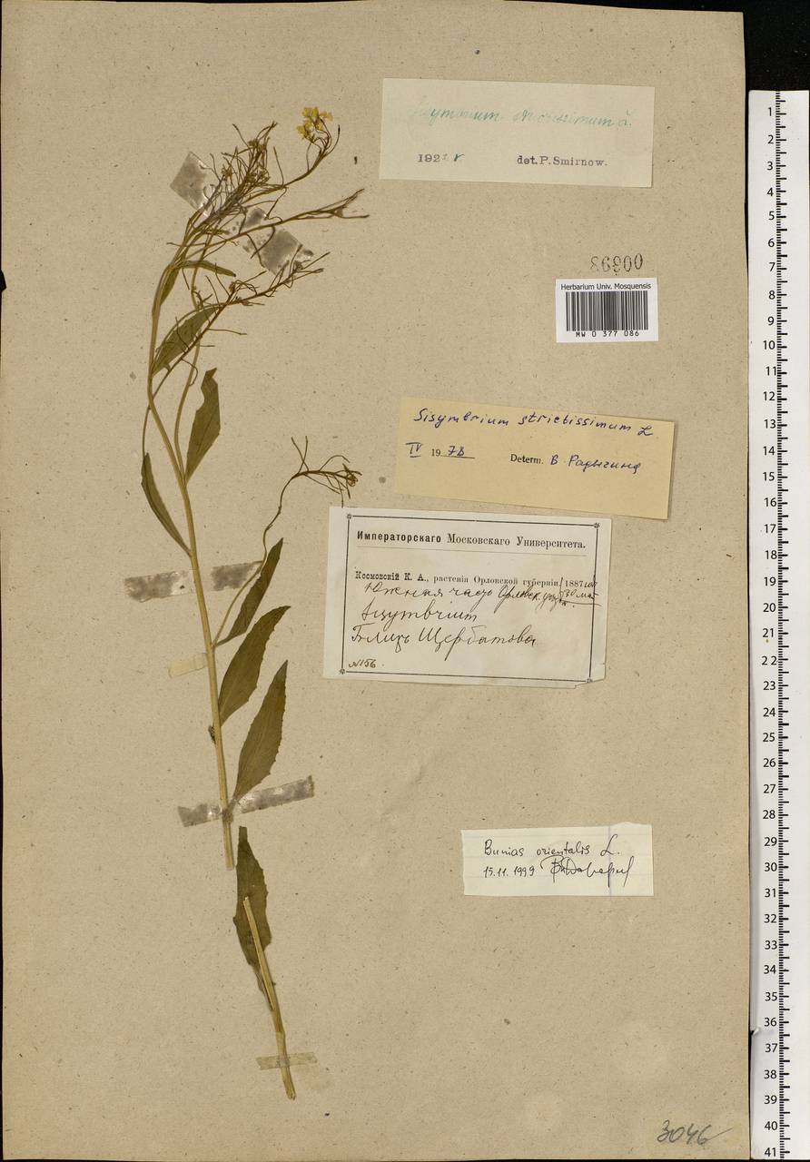 Bunias orientalis L., Eastern Europe, Central forest-and-steppe region (E6) (Russia)