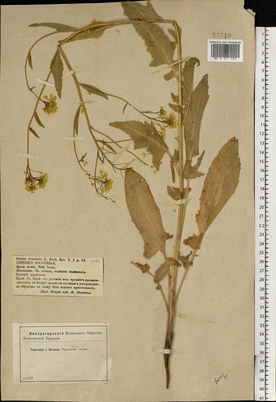 Bunias orientalis L., Eastern Europe, Central forest-and-steppe region (E6) (Russia)