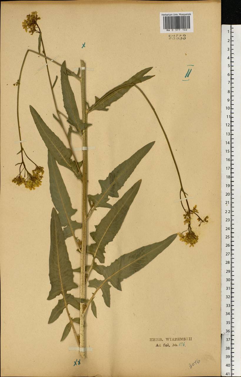 Bunias orientalis L., Eastern Europe, Central forest-and-steppe region (E6) (Russia)