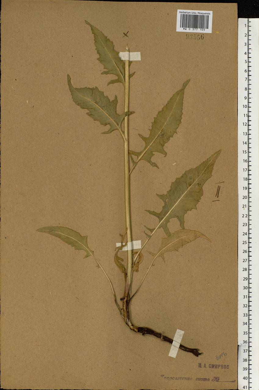 Bunias orientalis L., Eastern Europe, Central forest-and-steppe region (E6) (Russia)
