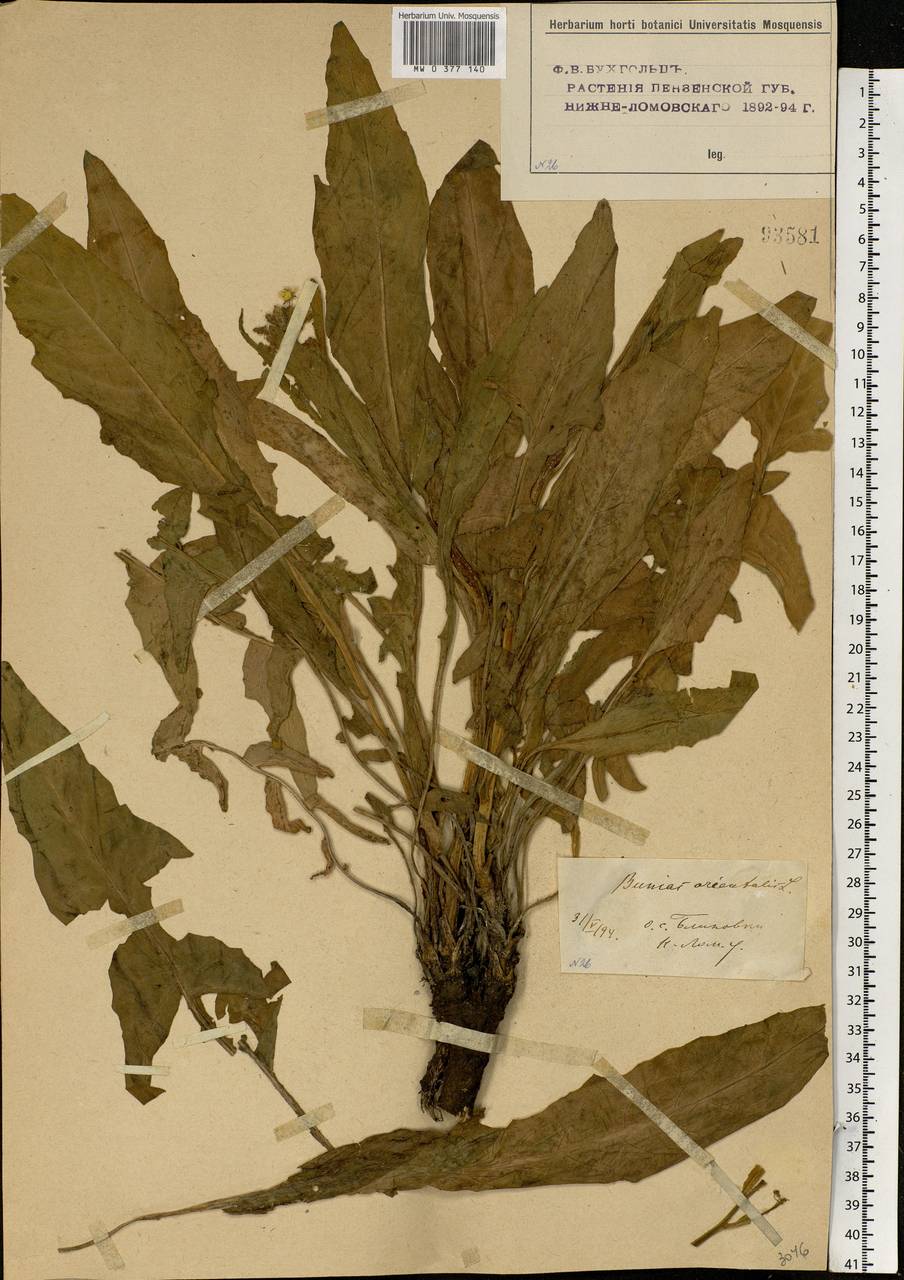 Bunias orientalis L., Eastern Europe, Middle Volga region (E8) (Russia)