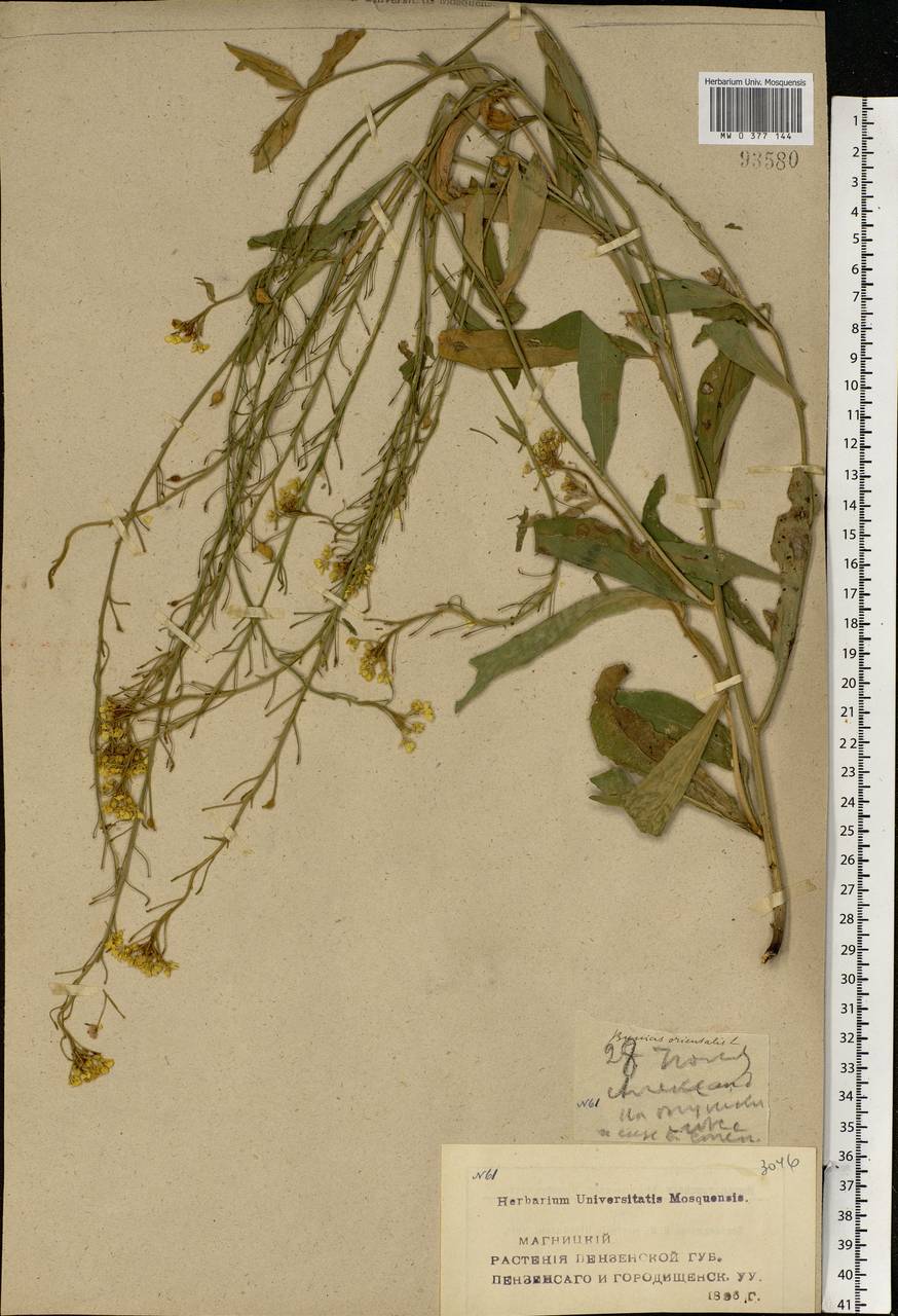 Bunias orientalis L., Eastern Europe, Middle Volga region (E8) (Russia)