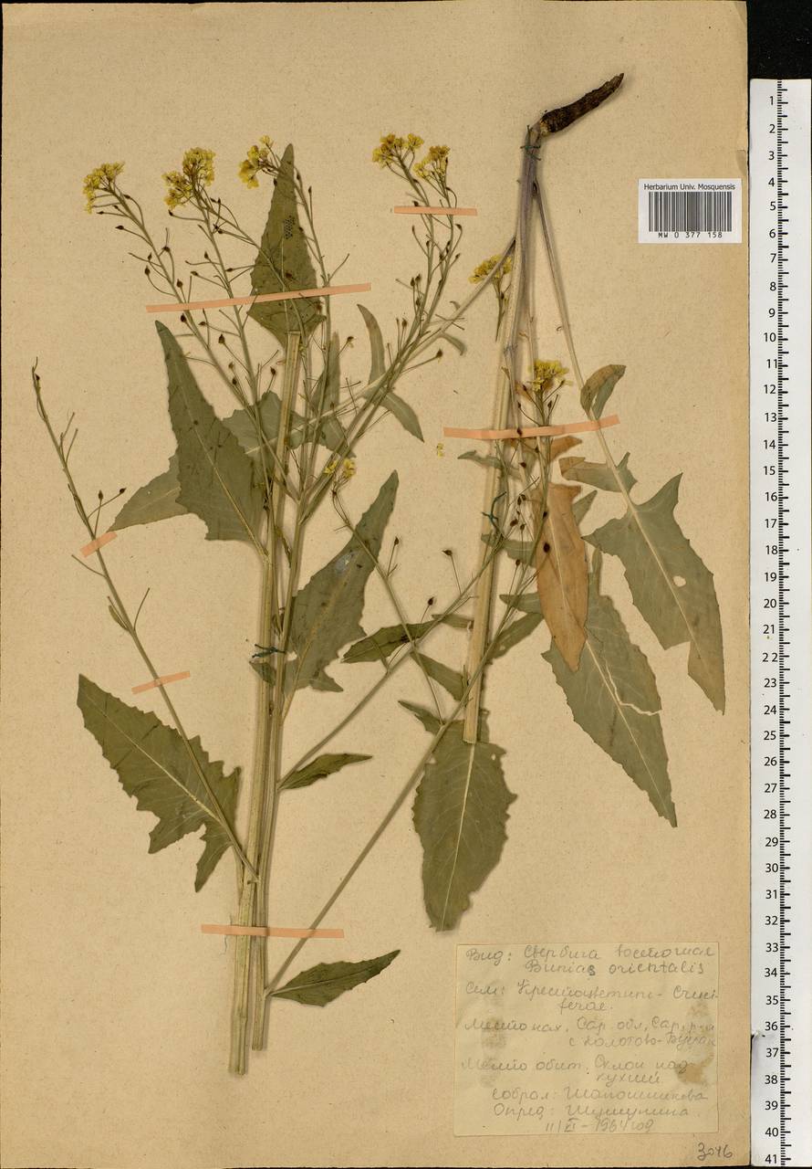 Bunias orientalis L., Eastern Europe, Lower Volga region (E9) (Russia)