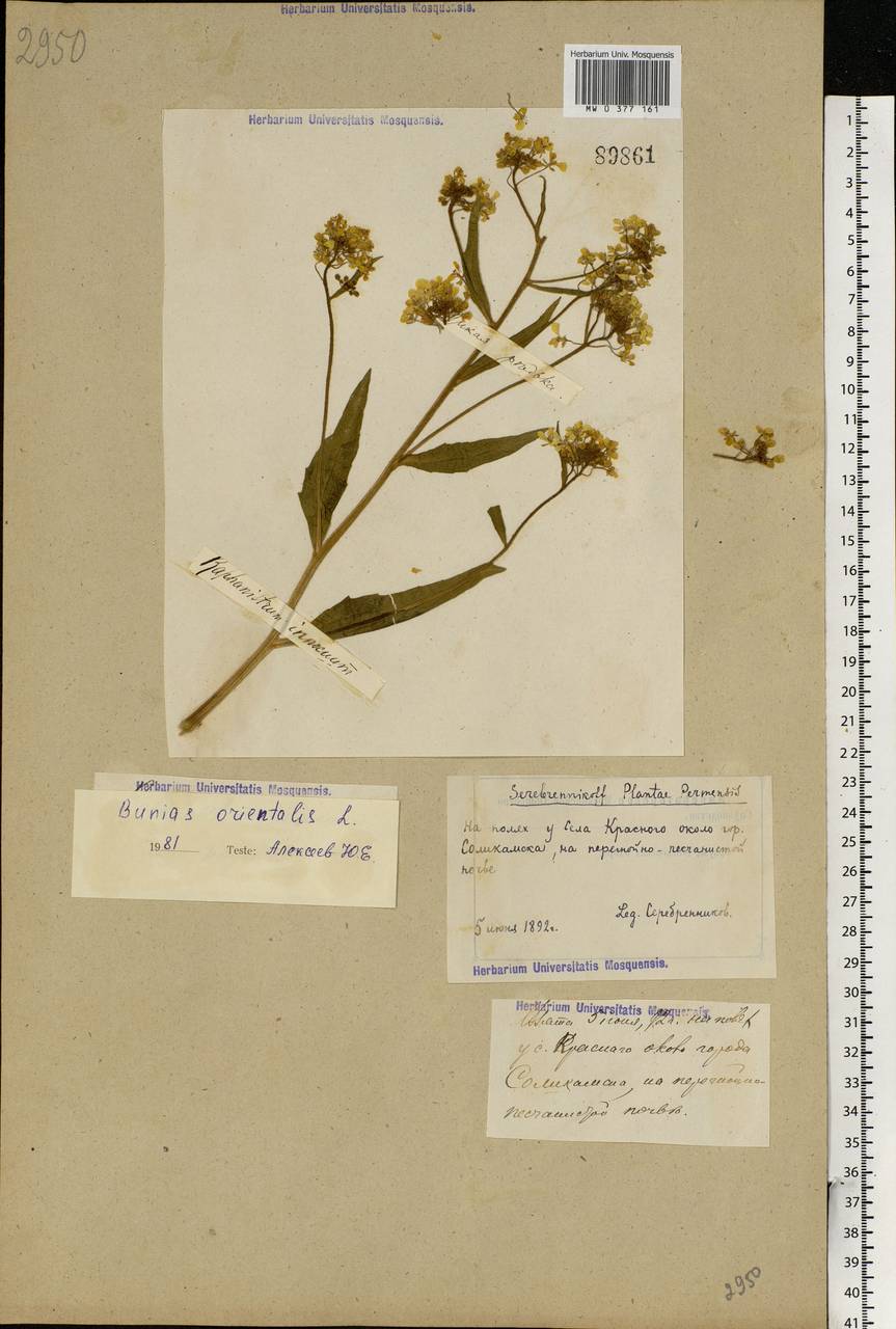 Bunias orientalis L., Eastern Europe, Eastern region (E10) (Russia)