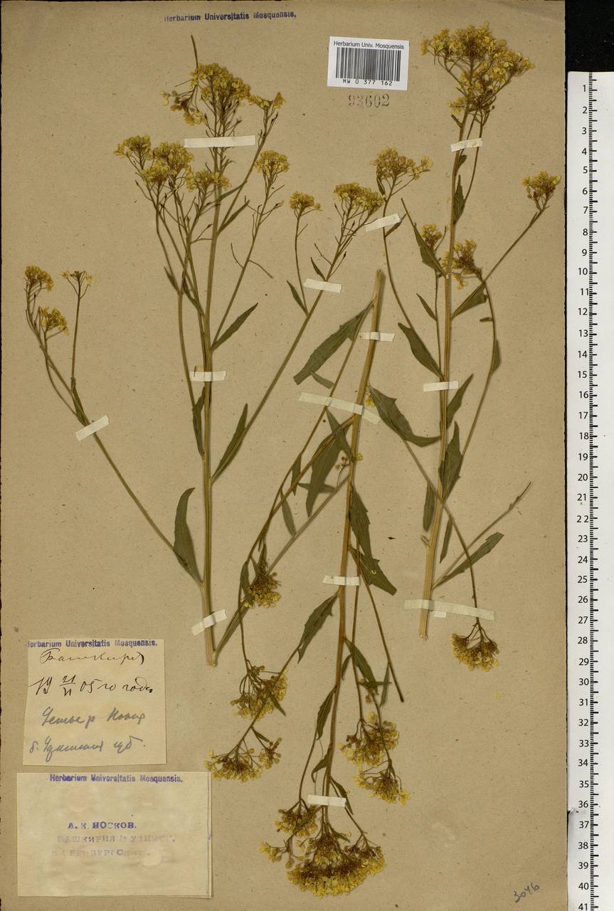 Bunias orientalis L., Eastern Europe, Eastern region (E10) (Russia)