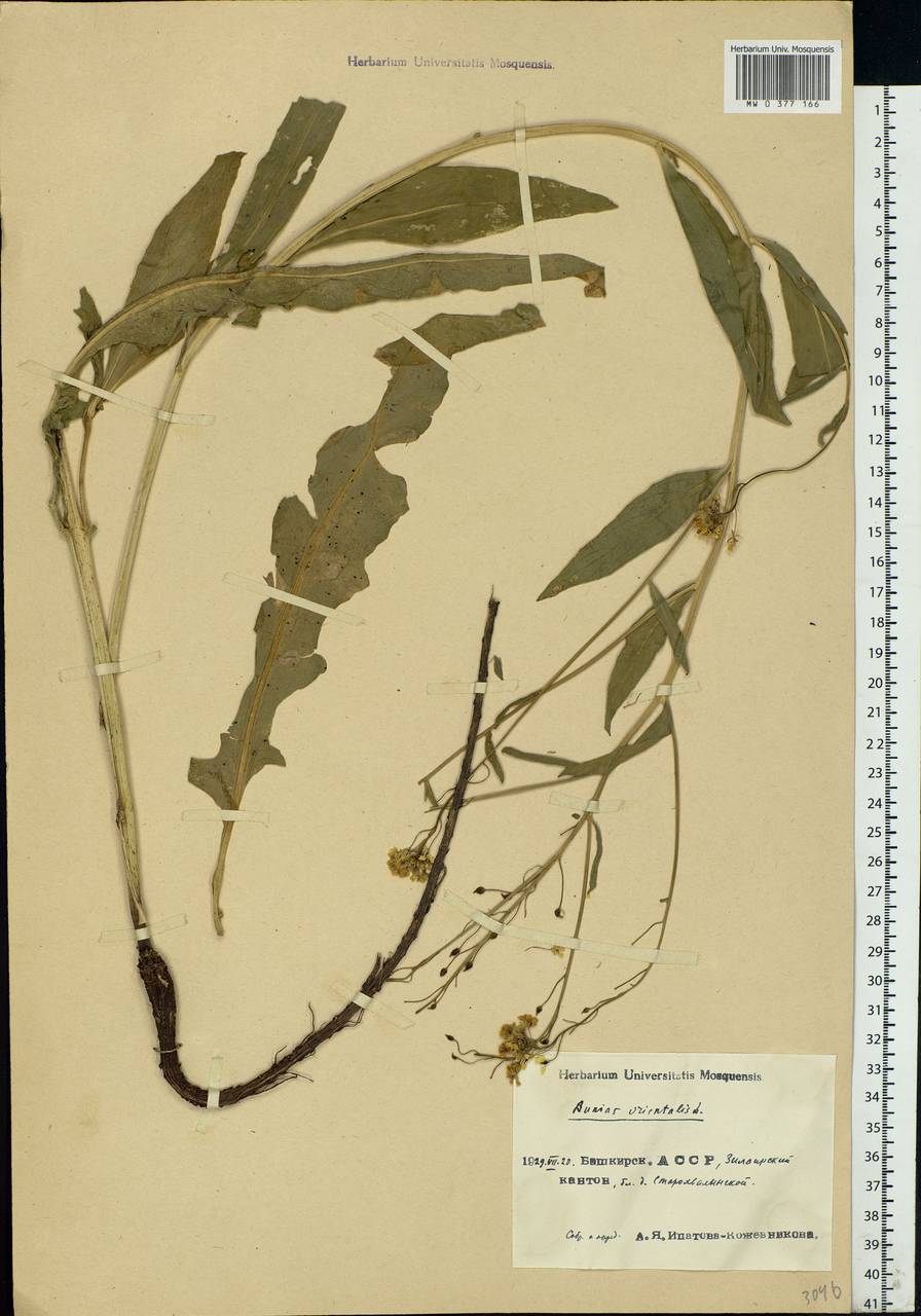 Bunias orientalis L., Eastern Europe, Eastern region (E10) (Russia)