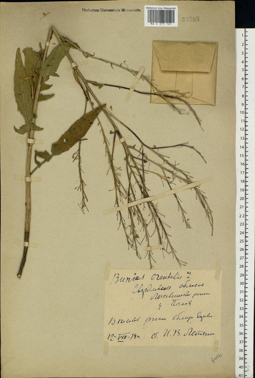Bunias orientalis L., Eastern Europe, Eastern region (E10) (Russia)