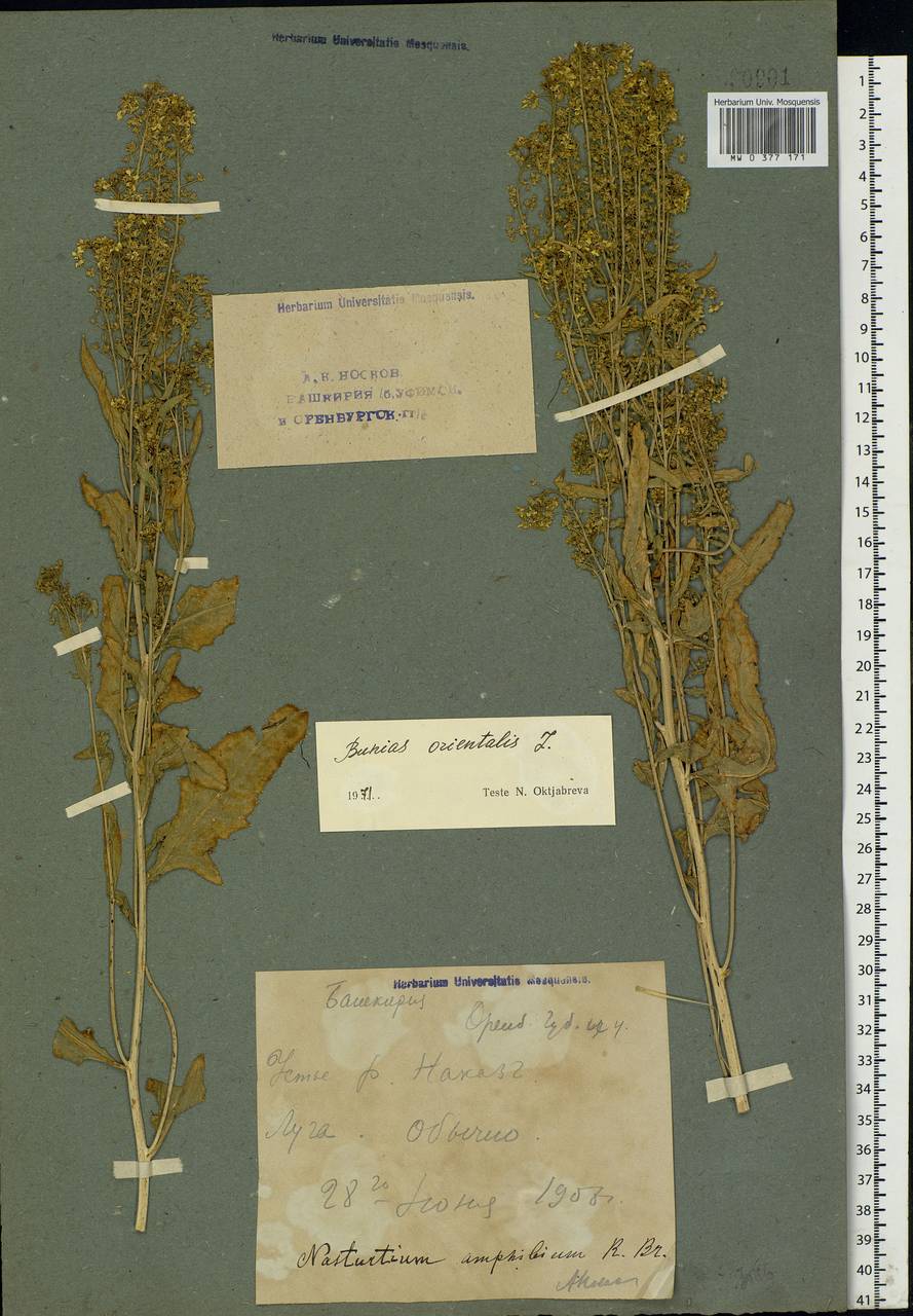 Bunias orientalis L., Eastern Europe, Eastern region (E10) (Russia)