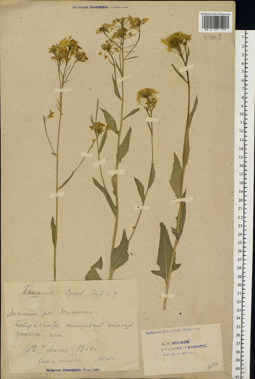 Bunias orientalis L., Eastern Europe, Eastern region (E10) (Russia)
