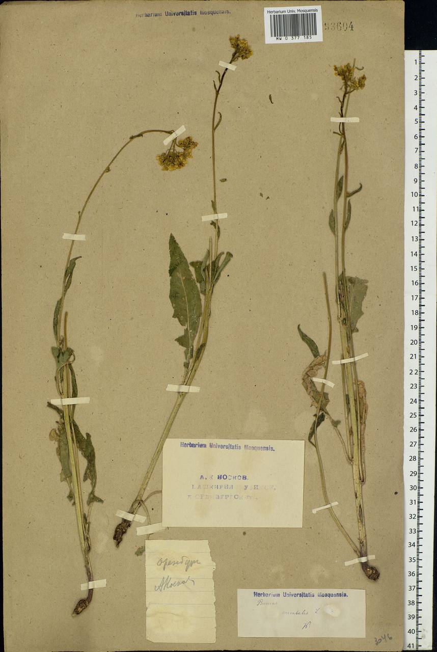 Bunias orientalis L., Eastern Europe, Eastern region (E10) (Russia)