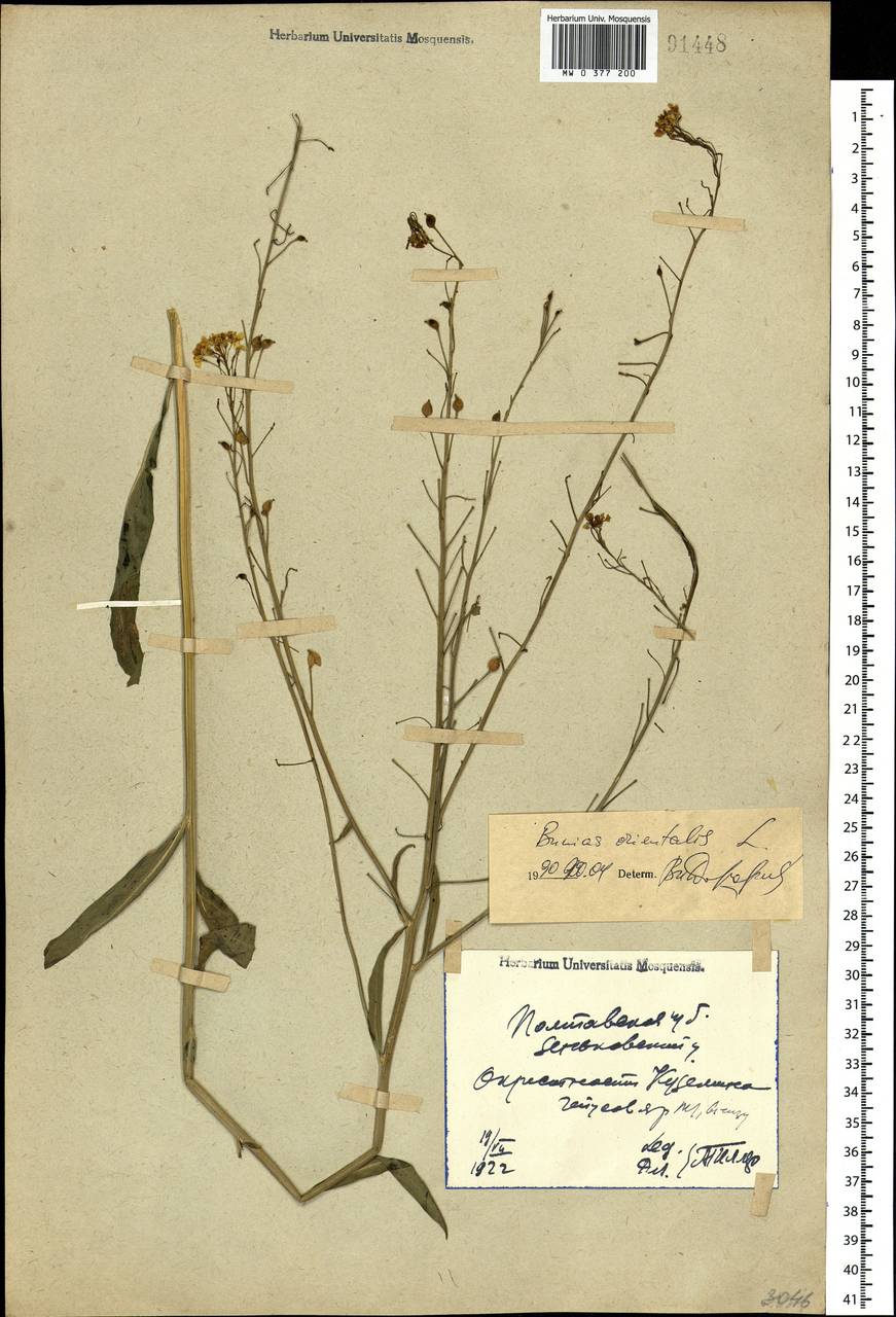 Bunias orientalis L., Eastern Europe, North Ukrainian region (E11) (Ukraine)