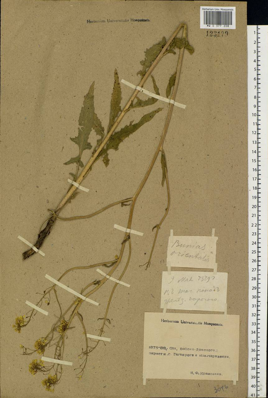 Bunias orientalis L., Eastern Europe, Rostov Oblast (E12a) (Russia)