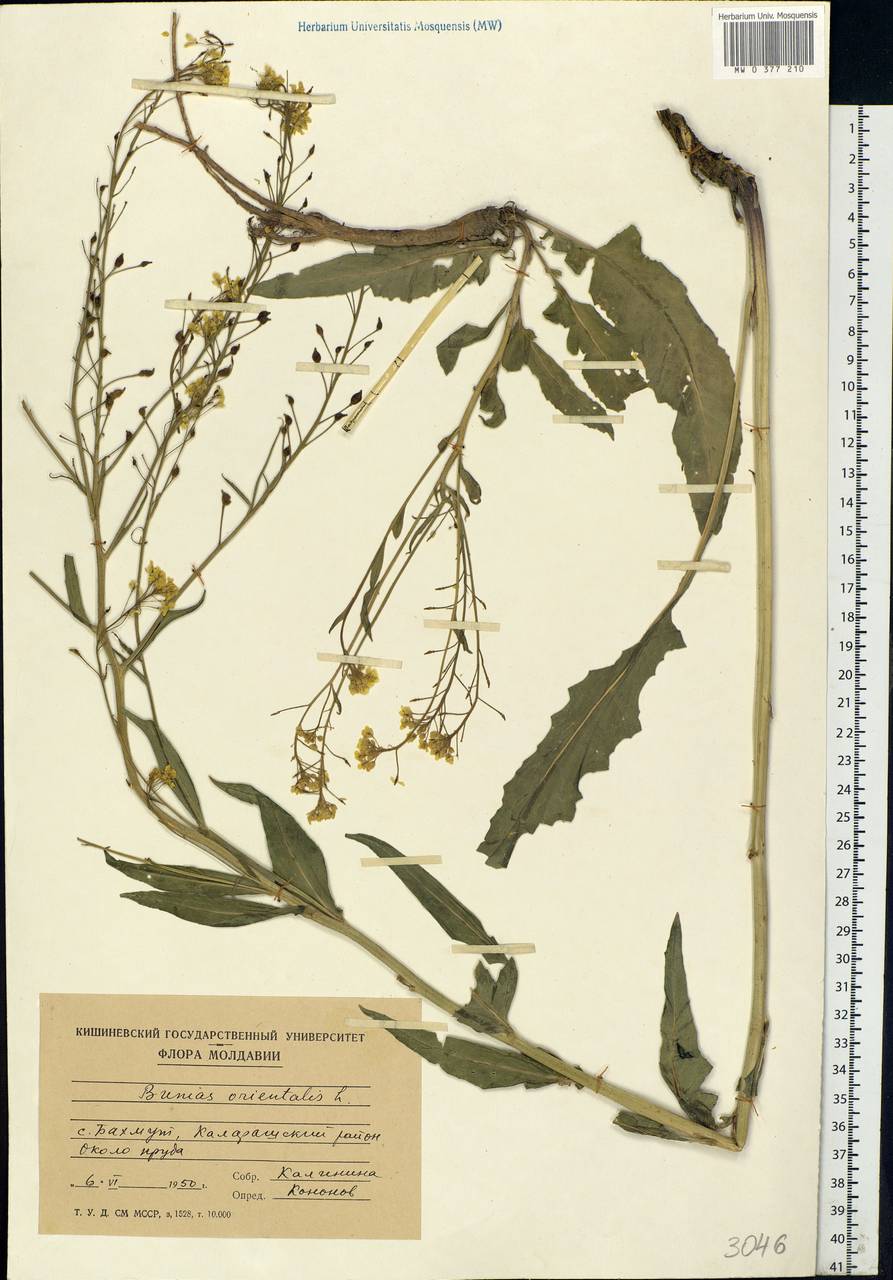 Bunias orientalis L., Eastern Europe, Moldova (E13a) (Moldova)