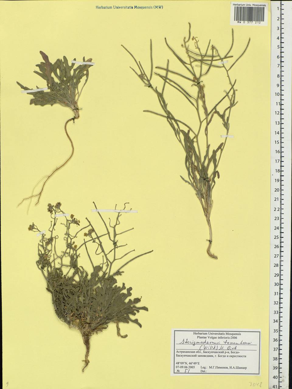 Sterigmostemum caspicum (Lam.) Kuntze, Eastern Europe, Lower Volga region (E9) (Russia)