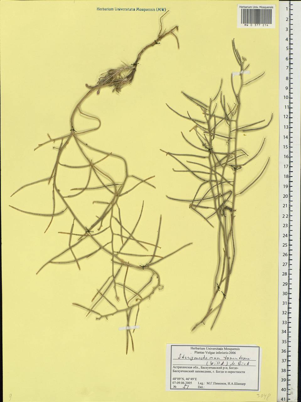 Sterigmostemum caspicum (Lam.) Kuntze, Eastern Europe, Lower Volga region (E9) (Russia)